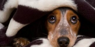 sos dog - Monfalcone