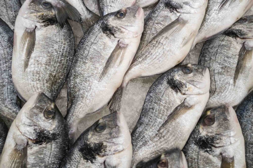 sequestro pesce Monfalcone