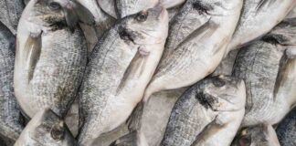 sequestro pesce Monfalcone