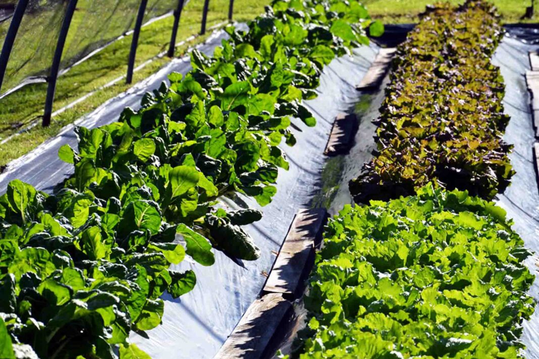 azienda-agricola-Domini-Albert-Cefap