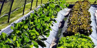 azienda-agricola-Domini-Albert-Cefap