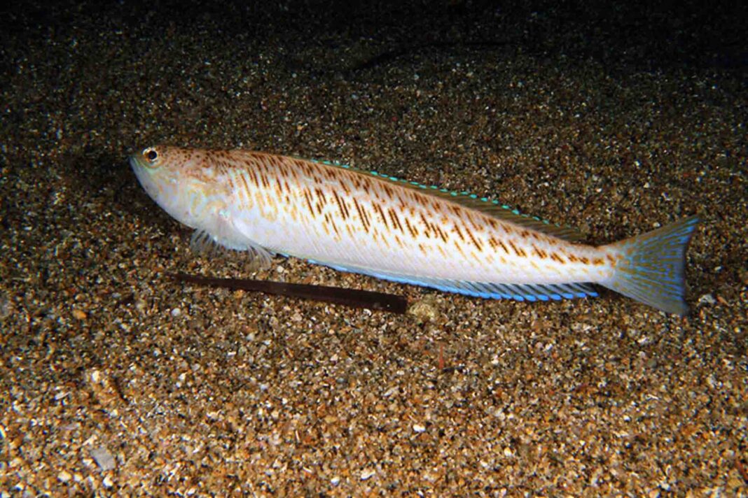animali-pericolosi-Croazia
