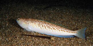 animali-pericolosi-Croazia