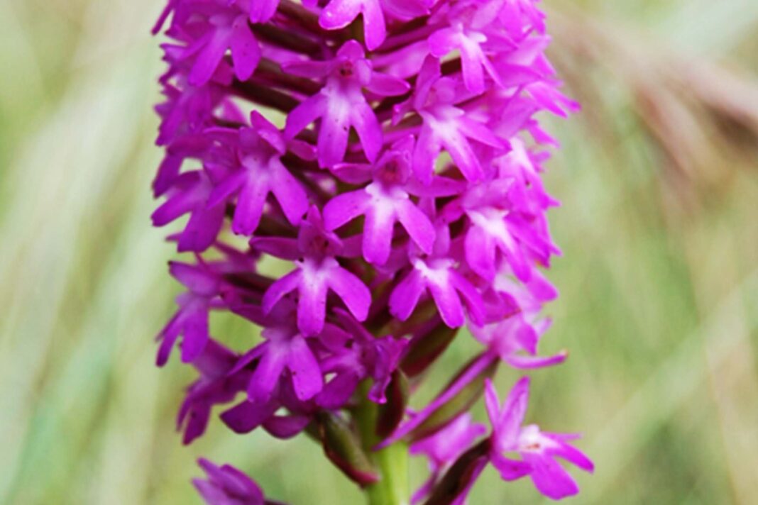 orchidee-Parco-Basaglia-Gorizia