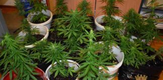 gorizia@news marijuana sequestro questura gorizia arresto
