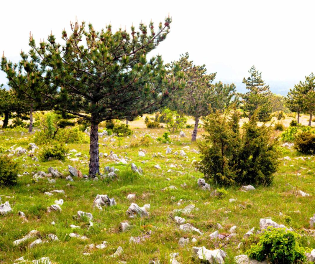 biodiversità