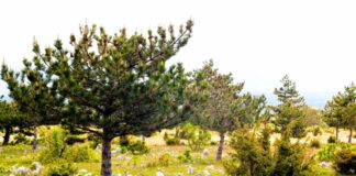 biodiversità