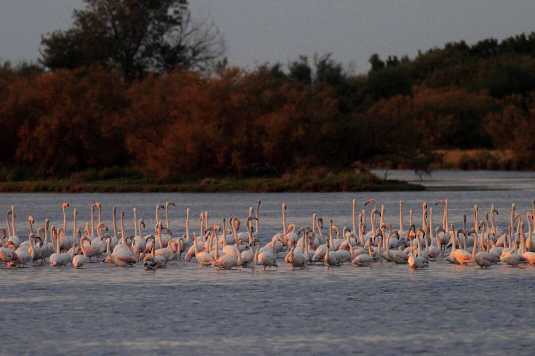Laguna-di-Grado