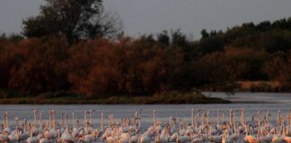 Laguna-di-Grado