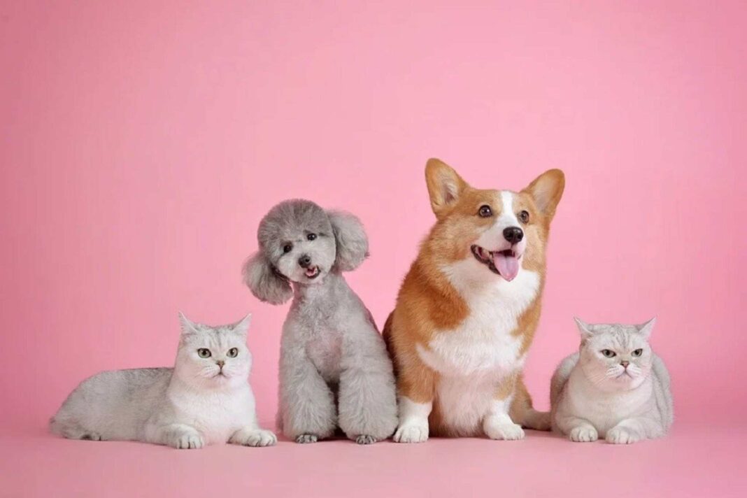 benedizione degli animali
