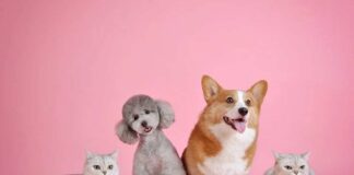 benedizione degli animali