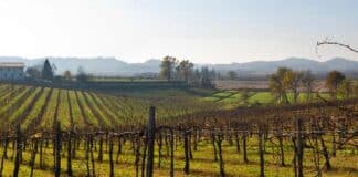 Collio Day