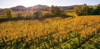 consorzio collio