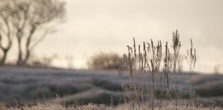 previsioni meteo