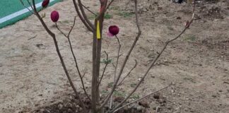 Monfalcone alberi