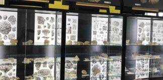 museo scienze naturali gorizia