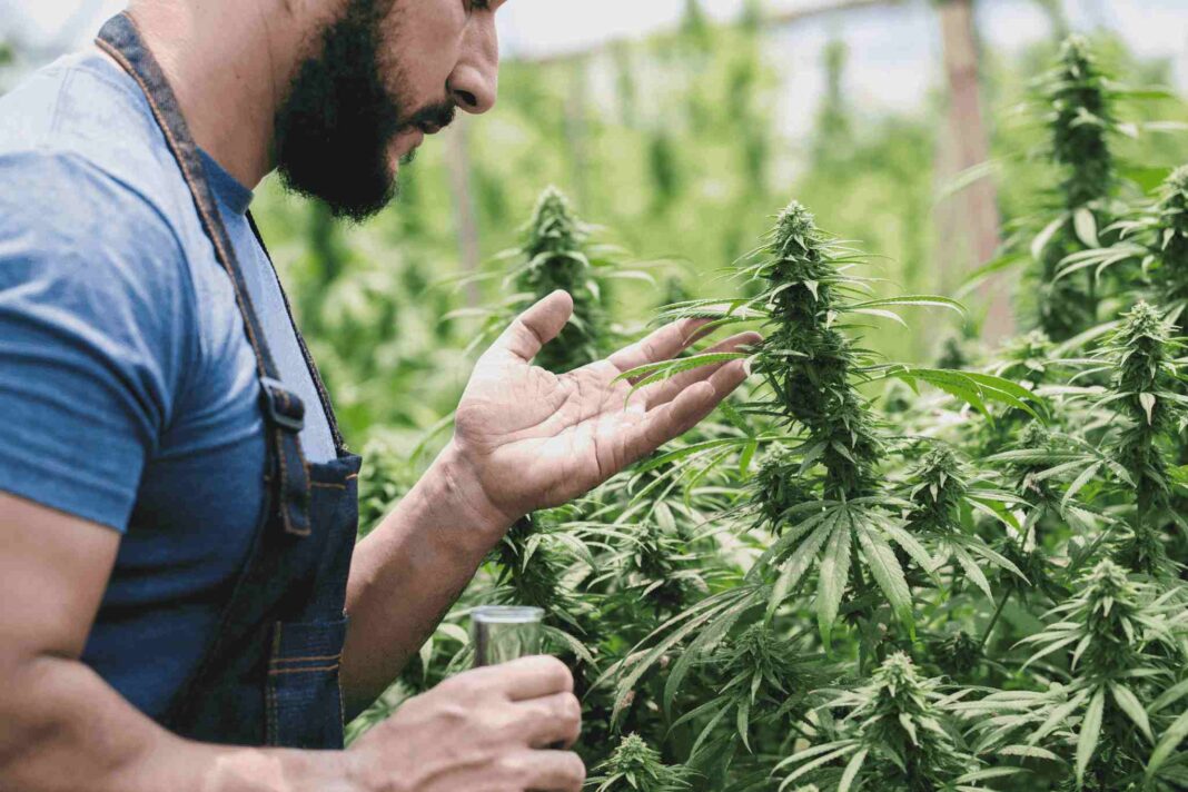 mercato cannabis light in Italia