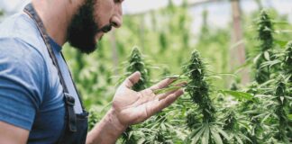 mercato cannabis light in Italia