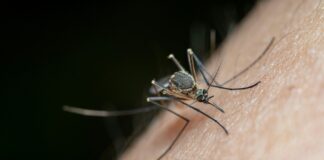 disinfestazione dalle zanzare