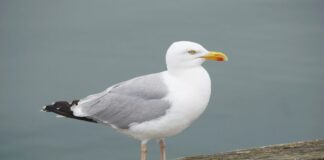 Influenza aviaria, ASUGI