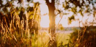 sole che sorge all'orizzonte, in campagna. luce calda
