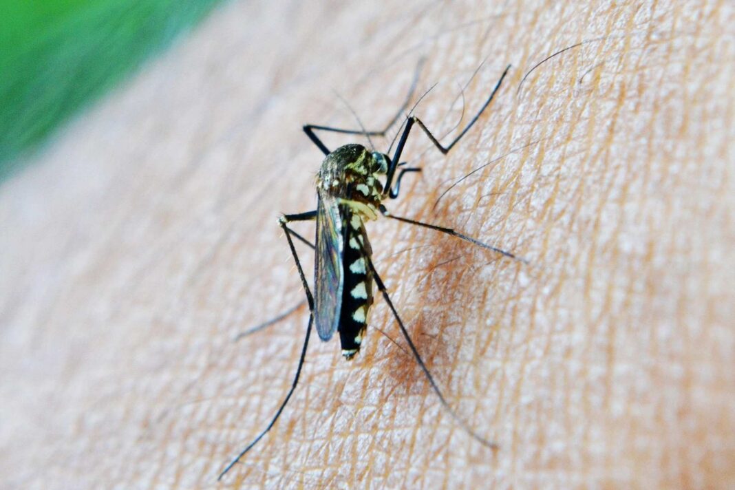 Dengue a Monfalcone