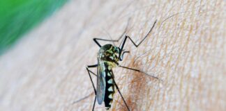 Dengue a Monfalcone